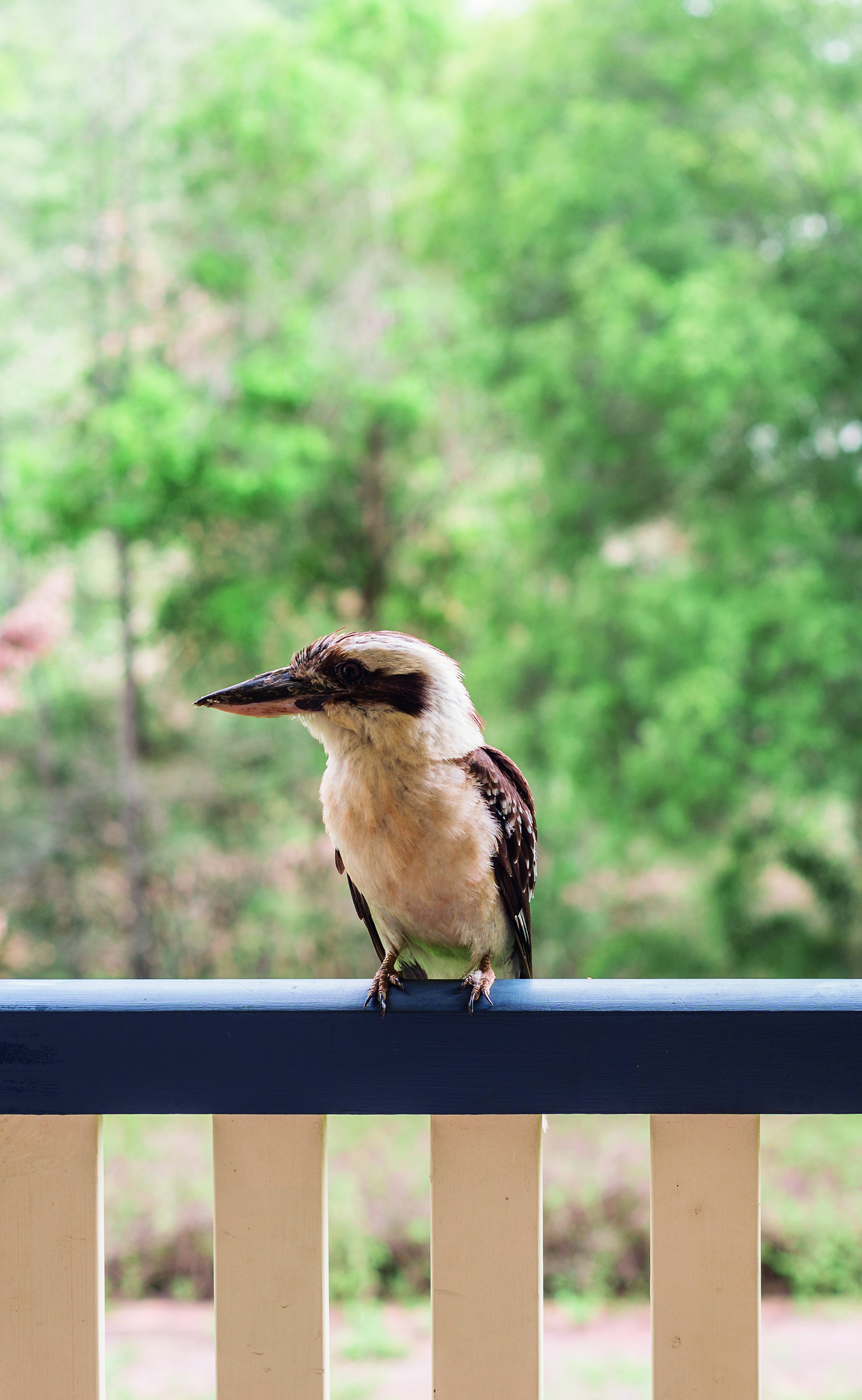 Covella, AVID Property Group